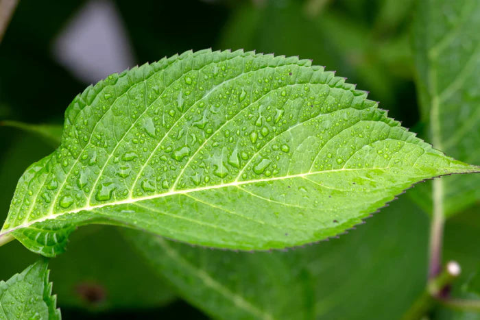 Chlorophyll aus pflanzlicher Quelle